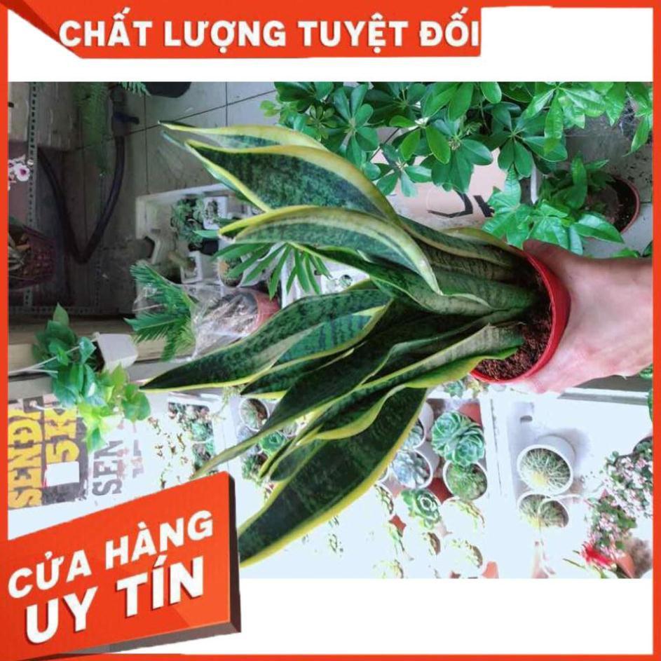 Cây lưỡi hổ Nhiều Người Mua