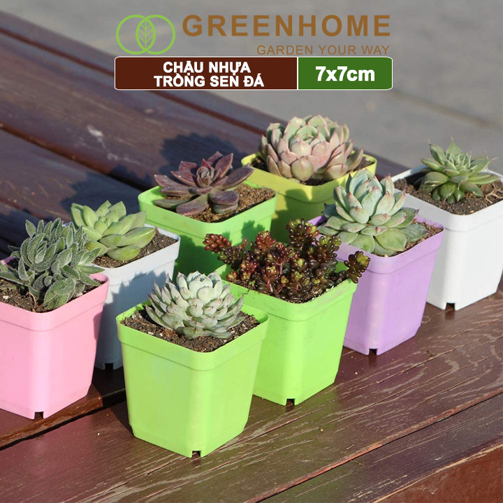 Chậu nhựa trồng sen đá, 7x7cm, bền, đẹp, màu sắc hiện đại, màu ngẫu nhiên, không dĩa |Greenhome