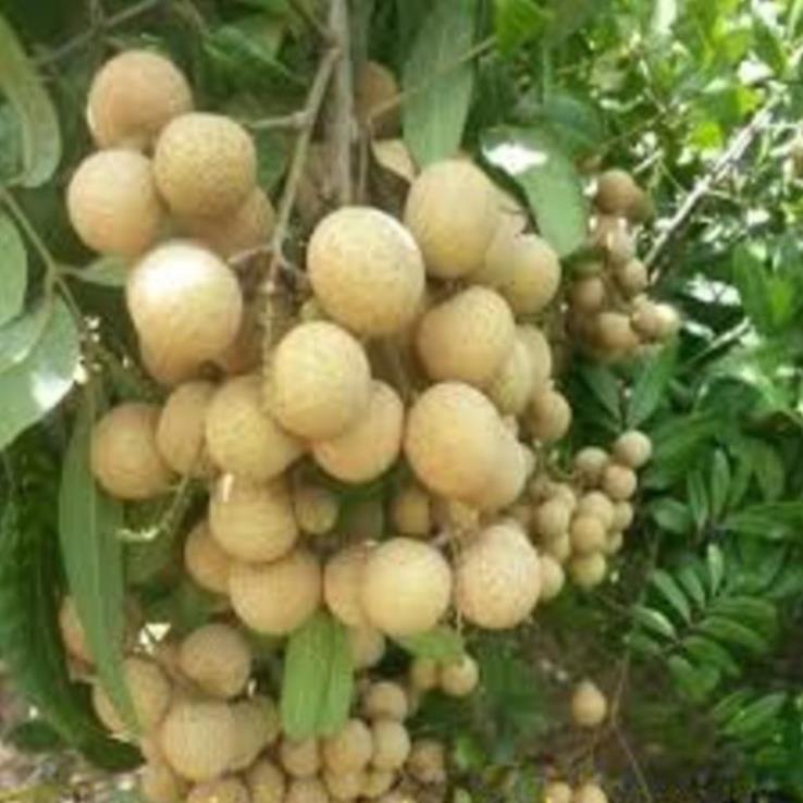 Cây giống nhãn lồng sớm cây giống chuẩn cho năng suất cao