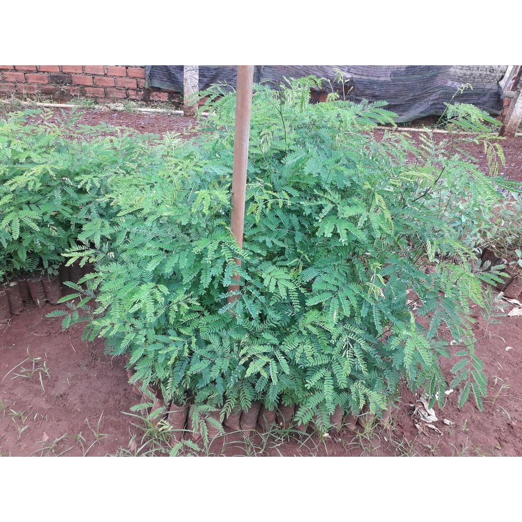CÂY GIỐNG KEO CU BA ĐẸP như hình .
