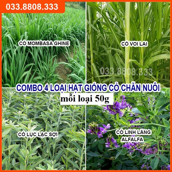 4 Loại Hạt Cỏ Chăn Nuôi Tôt Nhất - Cỏ Voi Lai, Mombasa Ghine, Lục Lạc Sợi, Alfalfa Linh Lăng