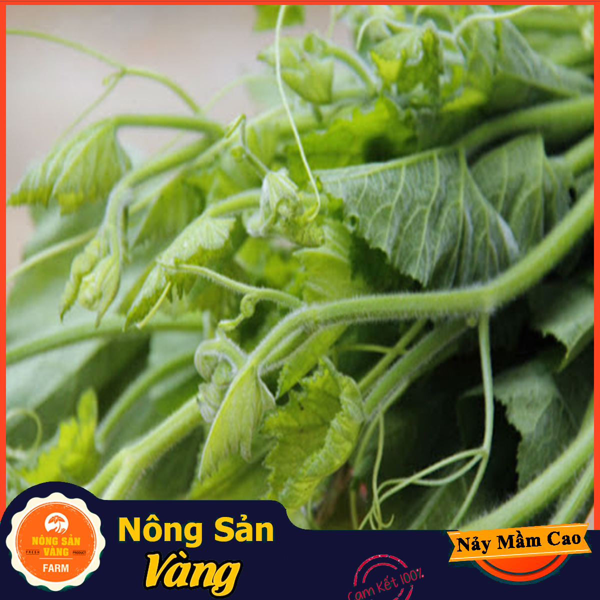 Hạt giống Bí Siêu Ngọn, Bí Lấy Ngọn ( Gói 20 Gram ) - Nông Sản Vàng