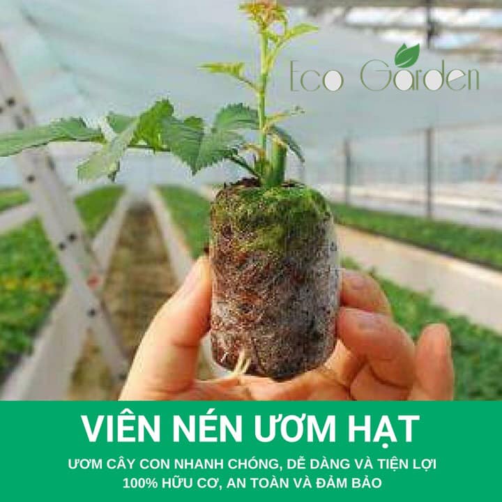 10 Viên Nén Xơ Dừa (Viên Nén Ươm Hạt Giống) , Tiện Lợi, Tiết Kiệm Thời Gian, Nảy Mầm Tốt Hơn