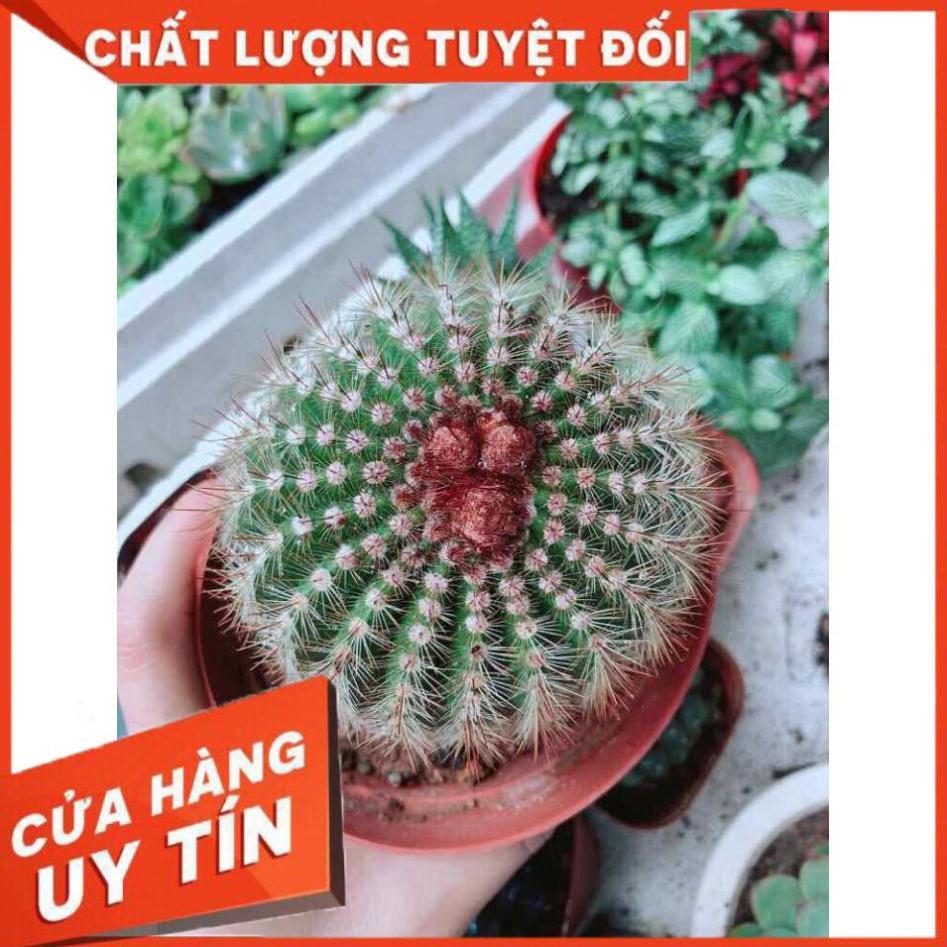 Xương rồng kim hổ Nhiều Người Mua
