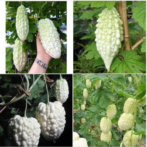 Hạt giống Khổ qua bạch tuyết - 1 gói 10 hạt