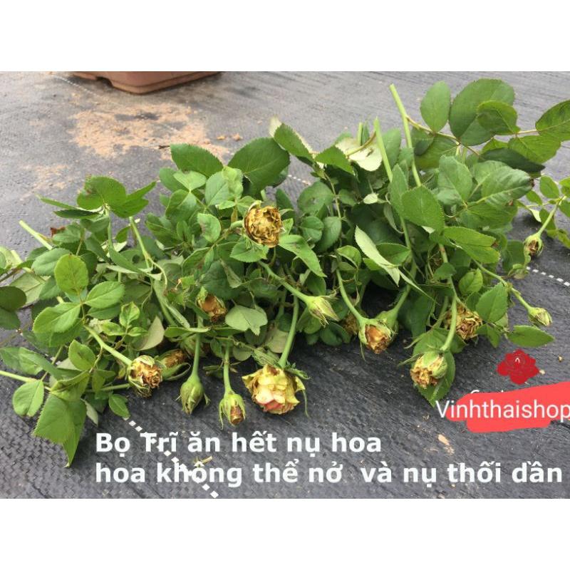 Chế phẩm bọ trĩ ( gói 12g) trên hoa hồng và dưa bầu bí