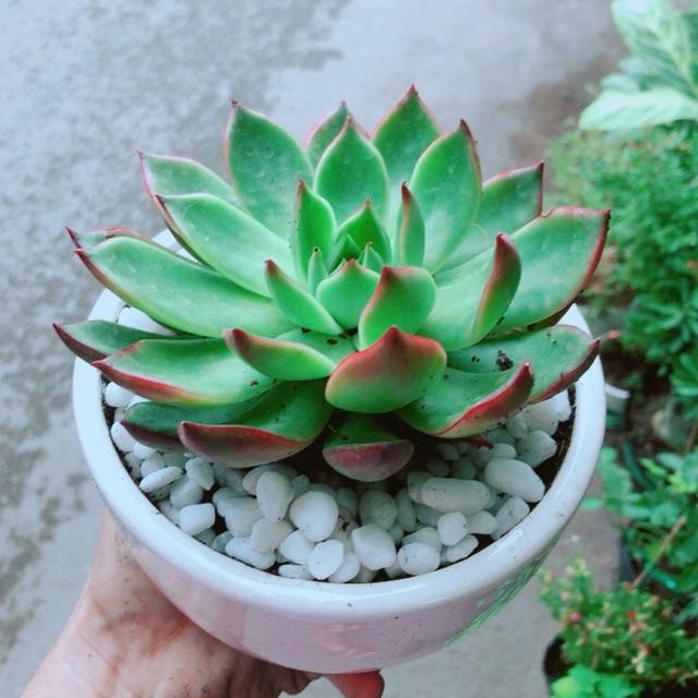 Chậu Sen Đá Viền Đỏ