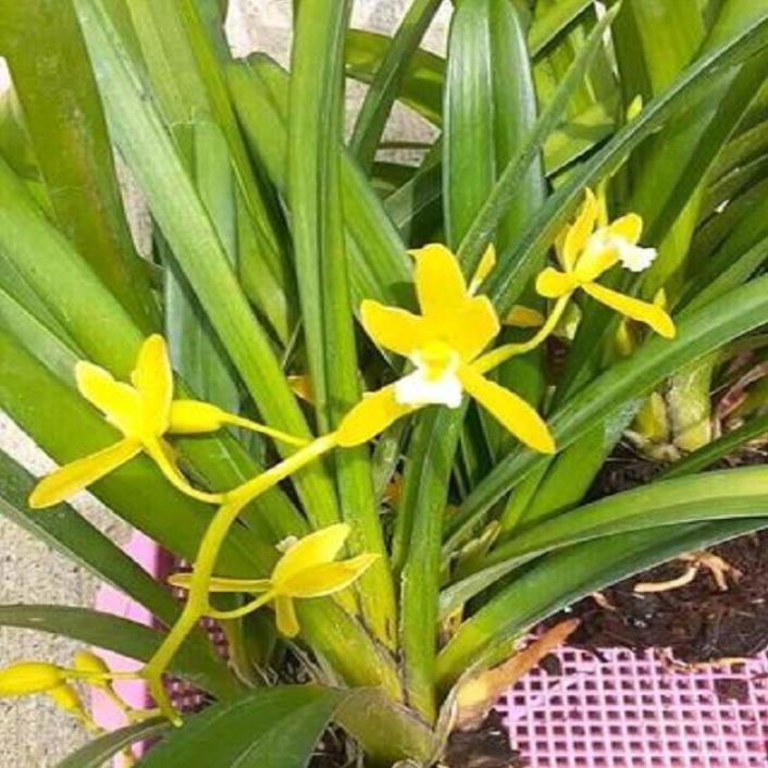 Hoa phong lan kiếm vàng