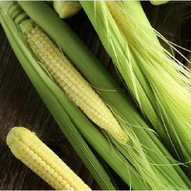 Hạt Giống Ngô Bao Tử,ngô non-Gói 30 Hạt-tặng kèm gói phân bón lót