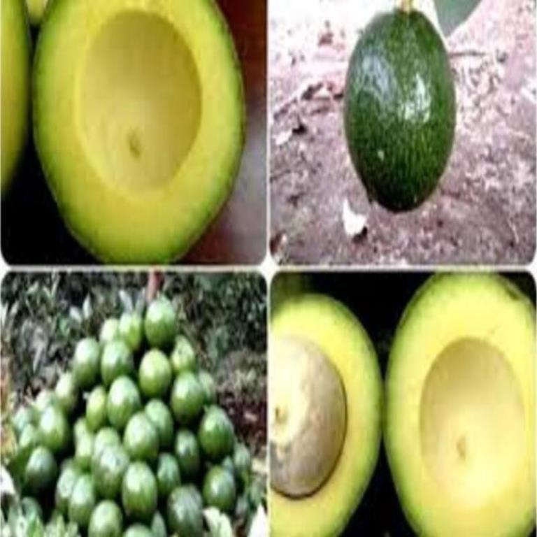 Cây giống bơ Both 7 Bơ trái vụ giống mới ăn ngon năng suất cao