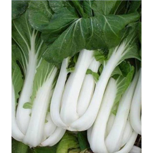 Hạt Giống Cải Thìa Cọng Trăng Cải Bẹ Trắng - 20gr/gói
