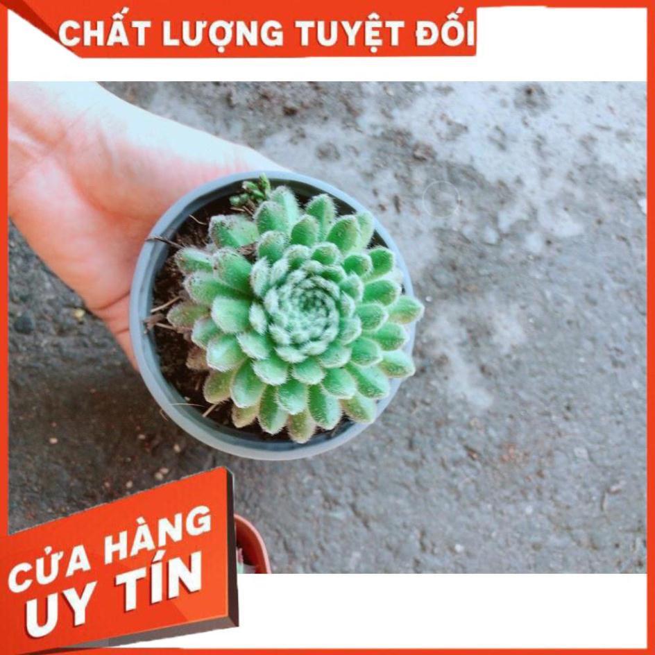 Chậu Phật Bà Nhím Xanh Nhiều Người Mua