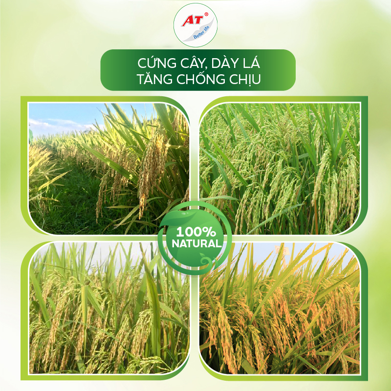 Chống bạc lá, sọc đen vi khuẩn chuyên lúa – Nano Đồng lúa 500ml
