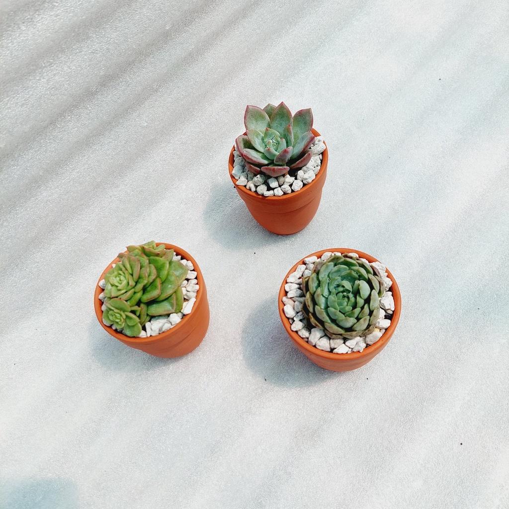 Chậu đất nung Bình Dương - Chậu ly có gờ bo đích, miệng chậu 7cm, chiều cao 7cm