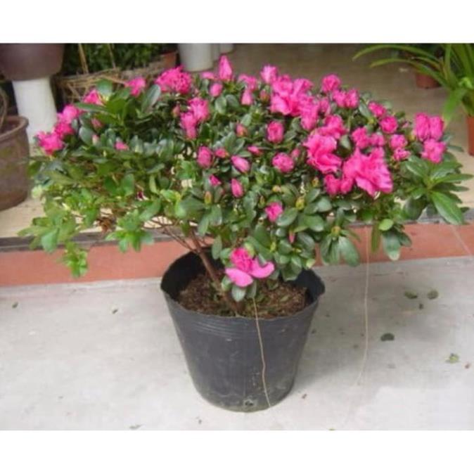 Sản phẩm CÂY HOA ĐỖ QUYÊN 1 cốt hoa to rực rỡ, để bàn quá đẹp luôn ạ