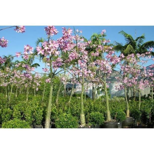 Cây MỸ NHÂN - HOA CỰC ĐẸP, ĐỘC, LẠ - Cây giống gửi đi nguyên bầu