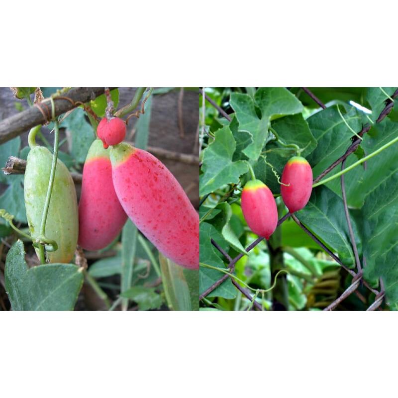 Hạt Giống Cây Bình Bát Dây -