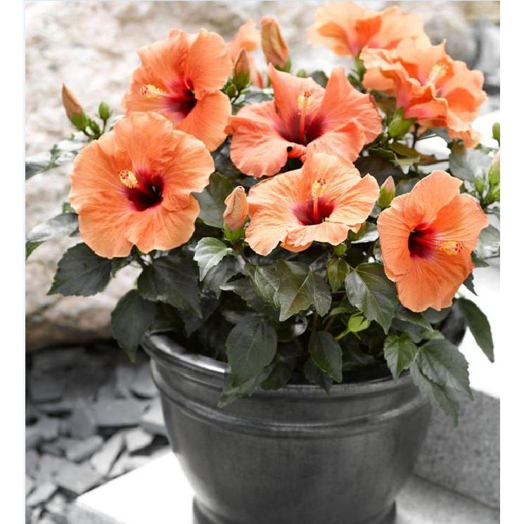 Hạt giống hoa râm bụt lùn Thái Mix màu - gói 10 hạt