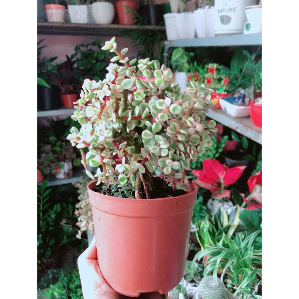 Cành Vàng Lá Ngọc Thân Cổ Thụ