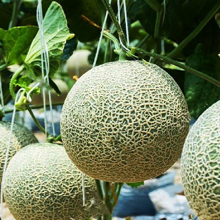 Hạt giống Dưa Lưới gói 10 hạt - Trồng quanh năm