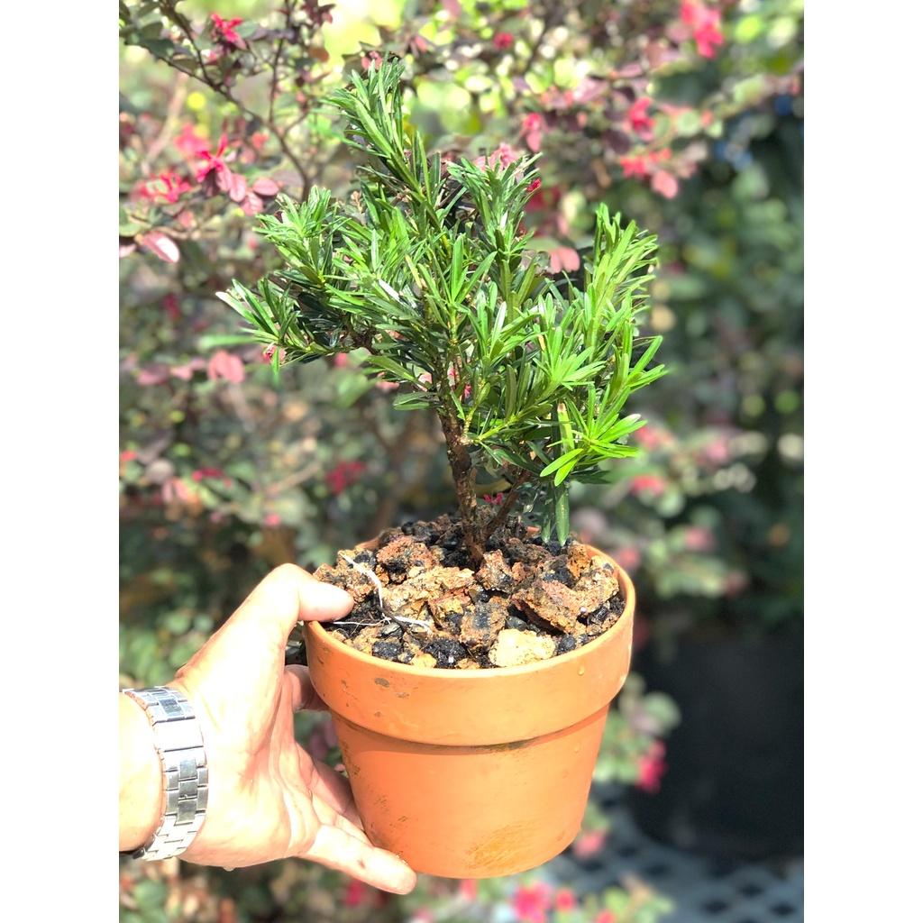 Chậu đất nung cây tùng la hán