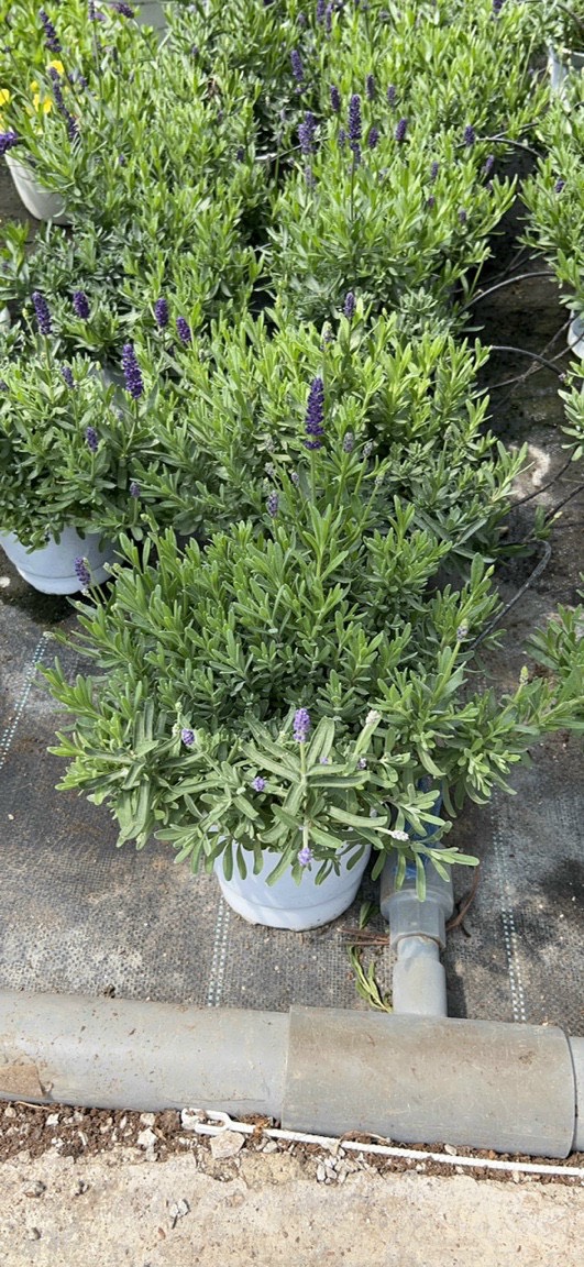 Lavender - oải hương cây thật