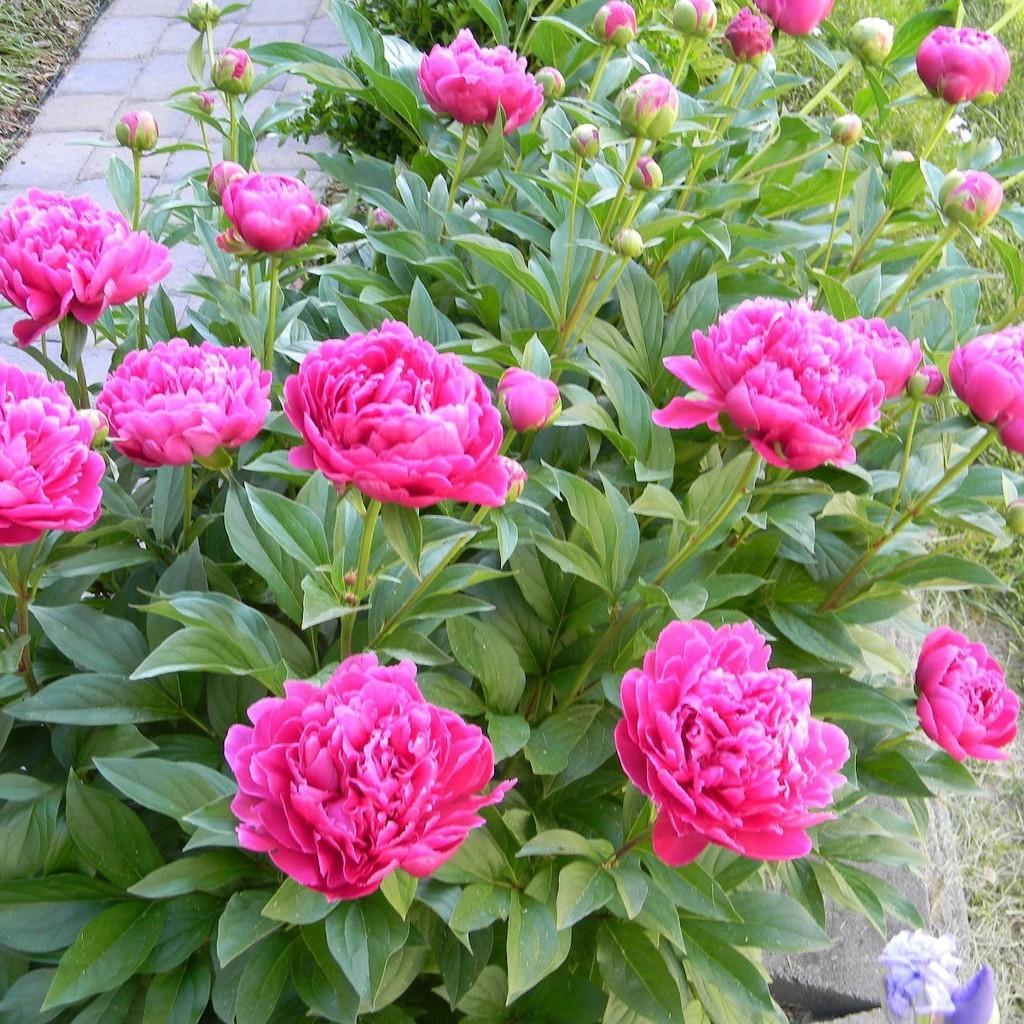 Hạt Giống Hoa Mẫu Đơn Mix - Peony Seeds Mix