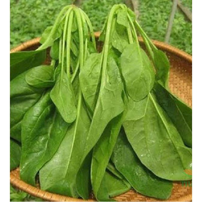 Hạt giống rau cải bó xôi chịu nhiệt F1 - 1 gói 10gram
