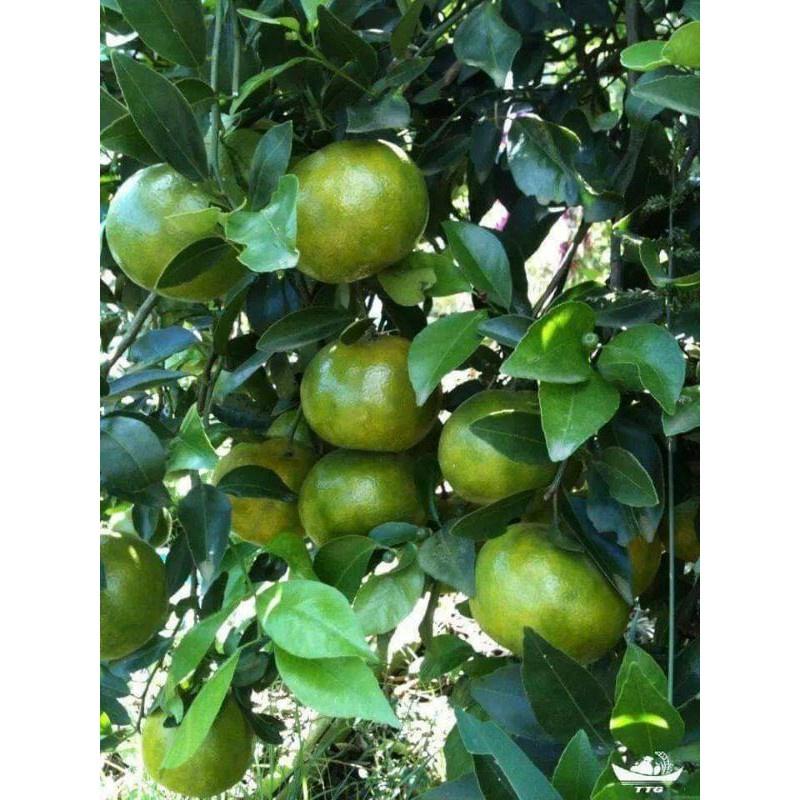 Giống Cây Quýt Đường Thái Lan