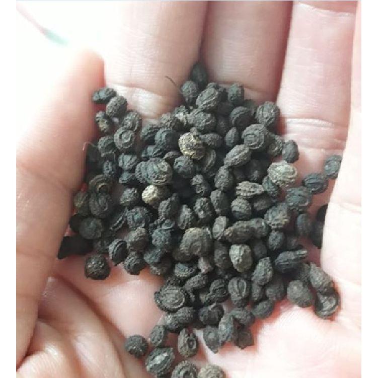 Combo 3 gói Hạt giống sương sâm lông