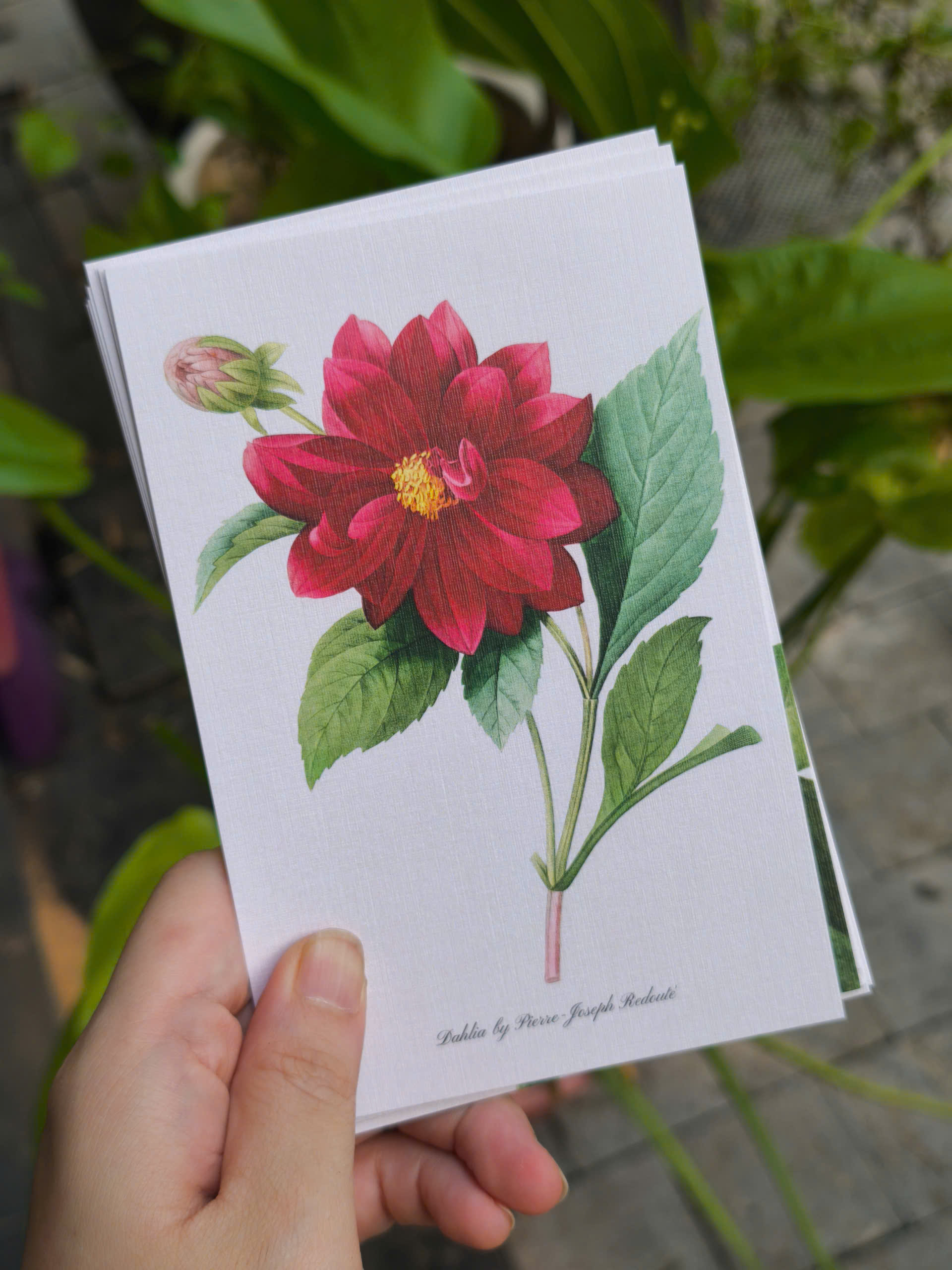 BỘ 100 POSTCARD PETALA & FOLIA - Minh Họa Thực Vật Nghệ Thuật - Giấy Mỹ Thuật 300g Cao Cấp - Nho Xanh