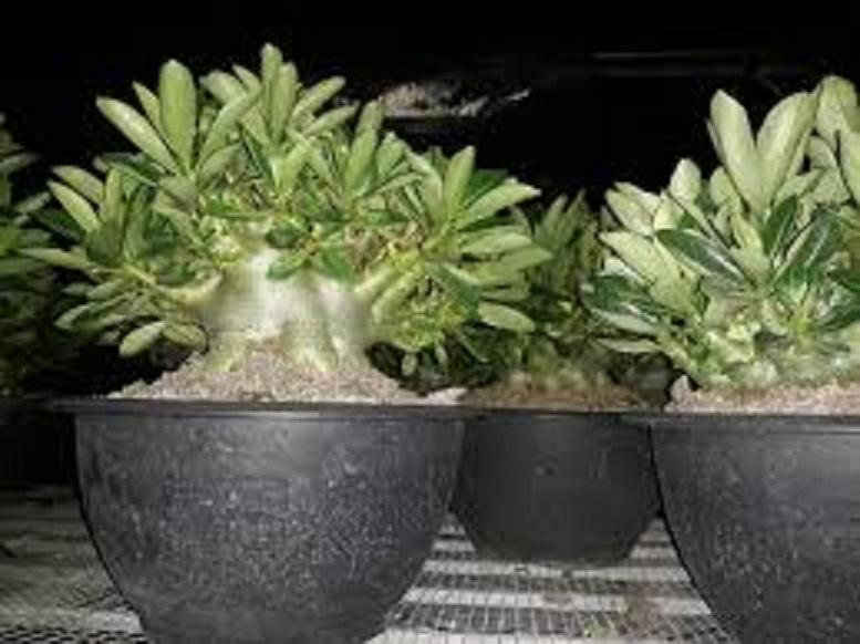 Cây sứ thái kép, chậu sứ thái kép lớn củ to như hình