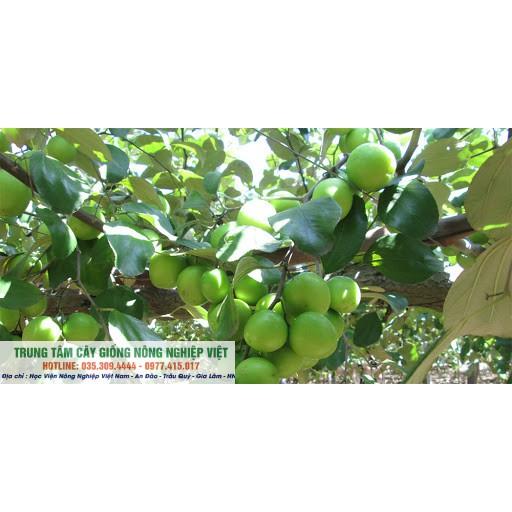 Cây Giống Táo Đài Siêu Năng Suất