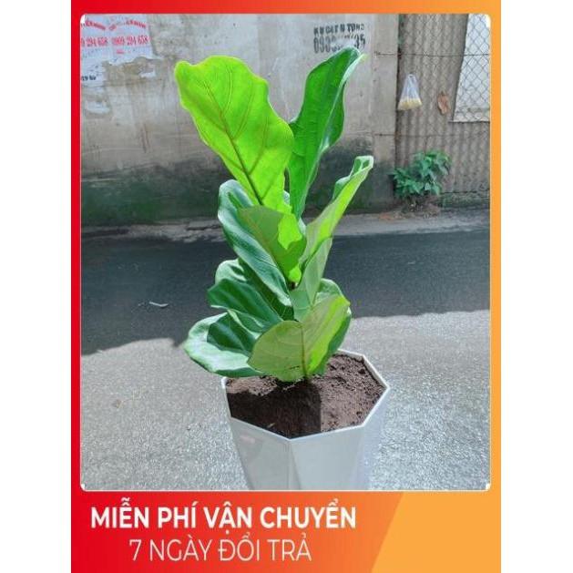 Chậu Bàng Singapore cao 90cm