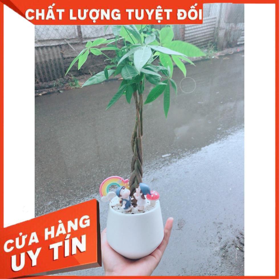 Chậu sen đá tiểu cảnh 17