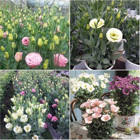 Hạt giống hoa cát tường mix màu 5hạt/gói