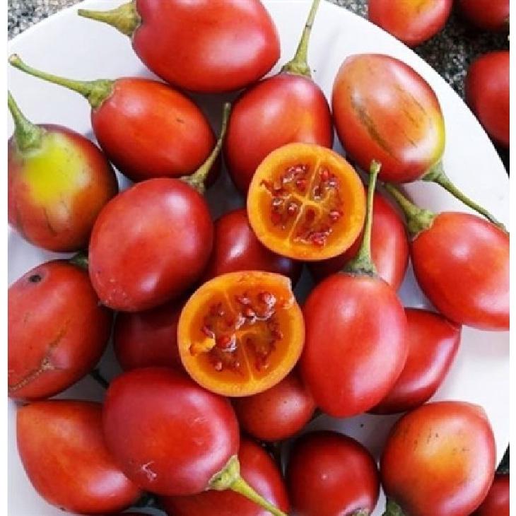 Hạt giống cà chua thân gỗ dể trồng f1-gói 10 hạt-tặng kèm gói phân bón lót