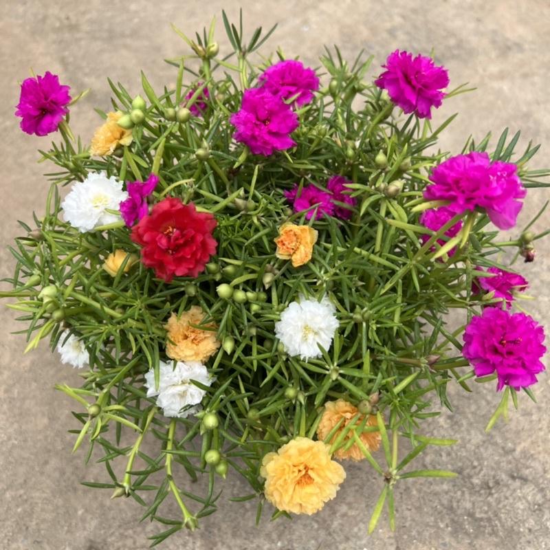 Cây hoa 10 giờ trồng bịch xum xuê thân nhánh, cây hoa cảnh rất dễ trồng và chăm sóc, trồng ven tường rào và ban công