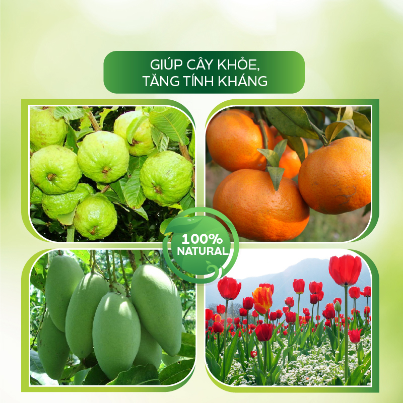 Chế Phẩm Trừ Nấm Bệnh Sinh Học Phổ Rộng Trị Bệnh Thối Rễ, Thối Thân, Nấm Quả, Thán Thư, Sương Mai- Vaccino Can 500ml