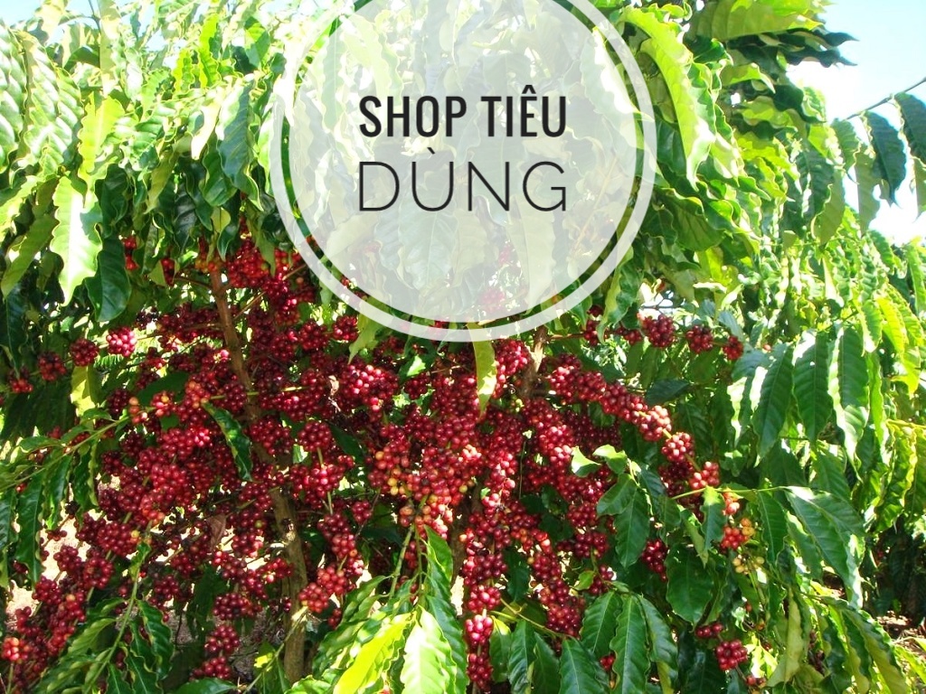 Cà phê Robusta nguyên chất rang BƠ 100% - Robusta Buôn Ma Thuột cafe từ Đắk Lắk 1 kg