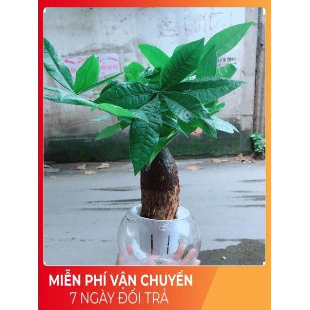 Chậu Kim Ngân Trồng Thuỷ Sinh