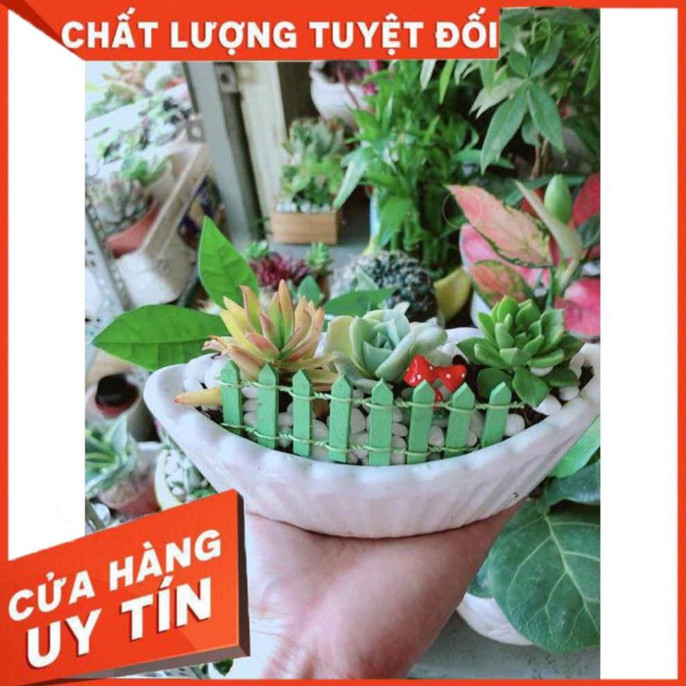 Chậu Sen Đá Nhiều Người Mua