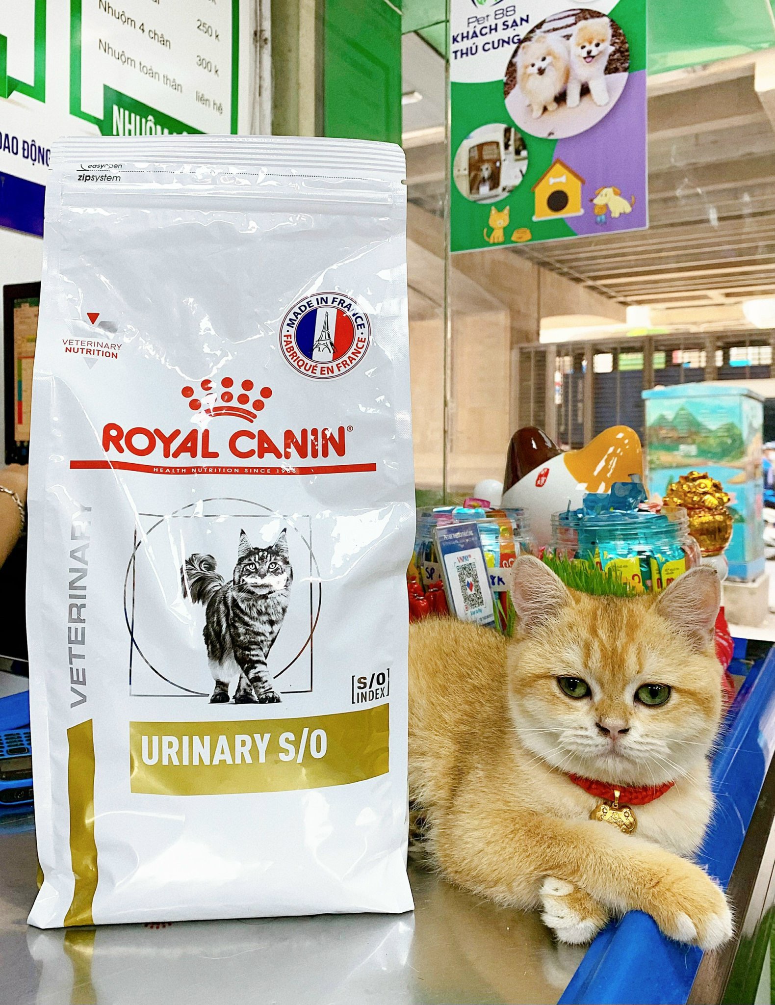 Hạt royal canin urinary S/O sỏi thận cho mèo