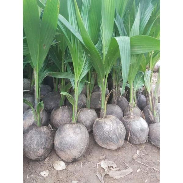 Dừa xiêm xanh lùn F1 chuẩn giống