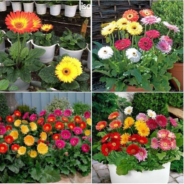 Hạt giống hoa đồng tiền mix màu - 10-15 hạt/gói