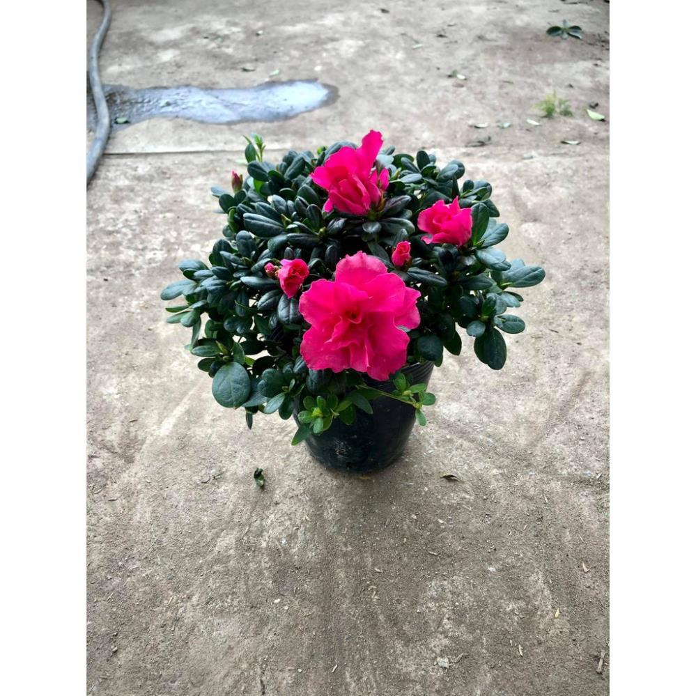 Cây hoa đỗ quyên -Không giao dc 19 tỉnh Miền Nam