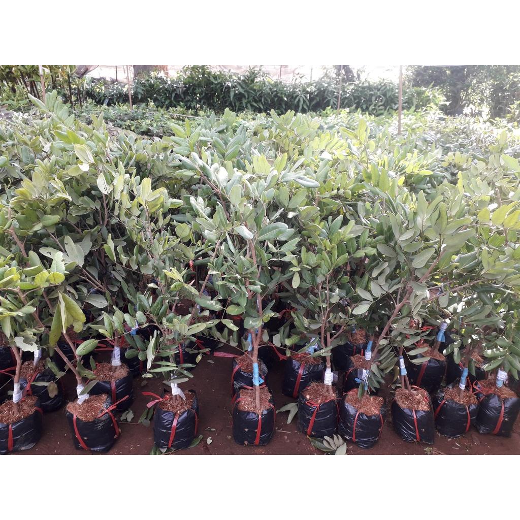 Cây giống NHÃN XUỒNG CƠM VÀNG )