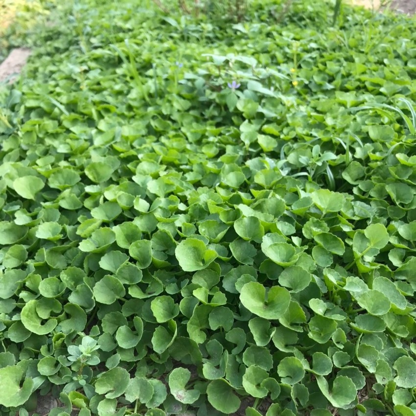 Hạt giống rau má gói 1gr