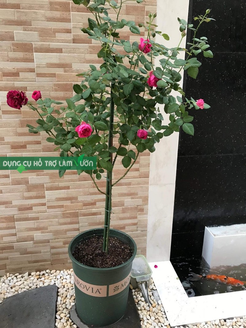 10 Ống thép bọc nhựa phi 8 dài 75cm chuyên dùng làm giá đỡ hoa hồng - khung trồng cây - cắm chống đỡ cây trồng