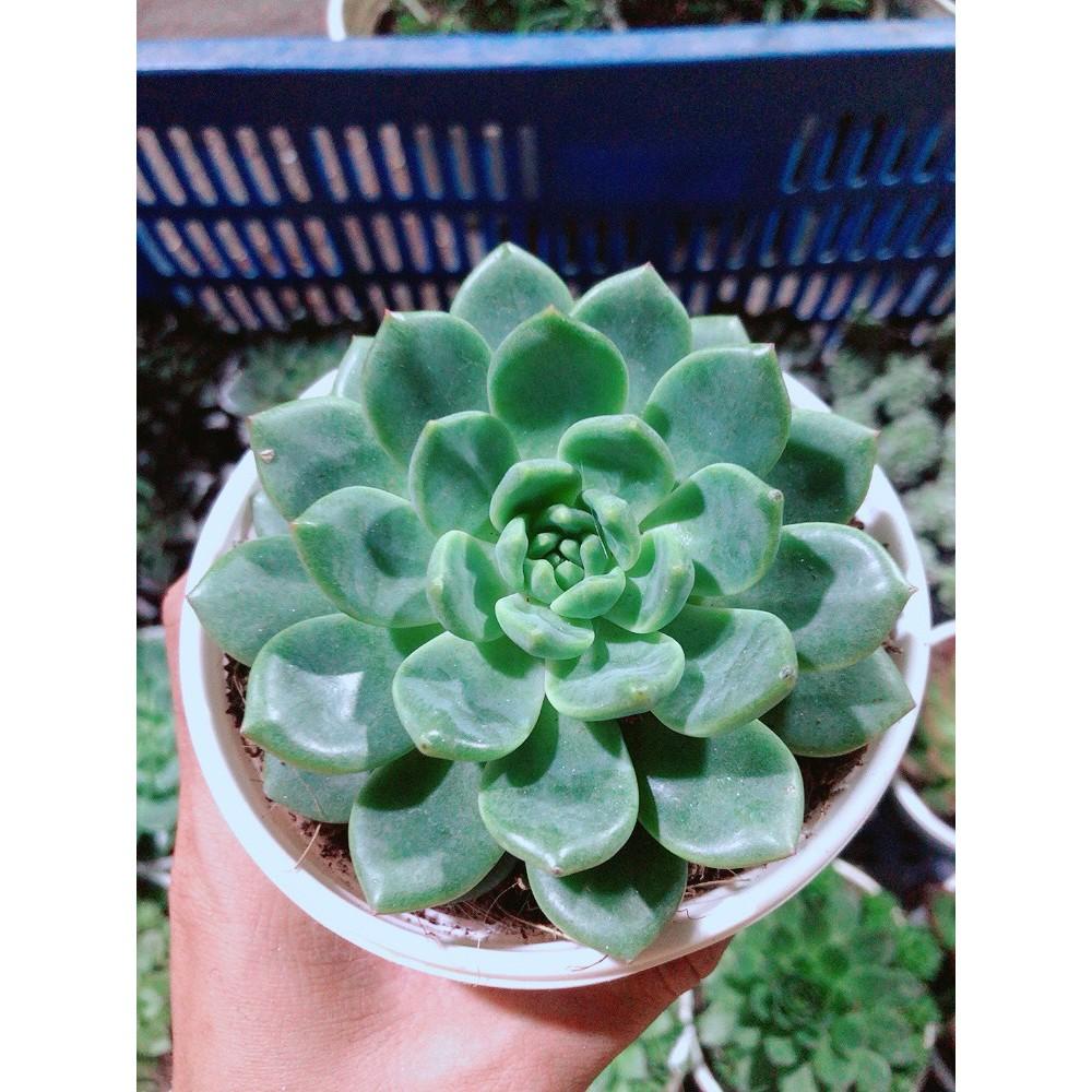 Sen Đá Bánh Bao Kèm Chậu Sứ
